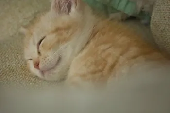 T.A 様のお迎えした子猫