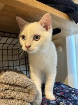 よーこ 様のお迎えした子猫