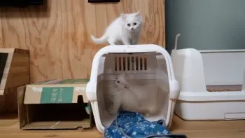カツ 様のお迎えした子猫
