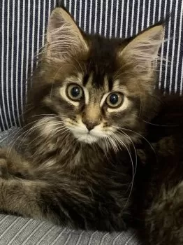 Y 様のお迎えした子猫