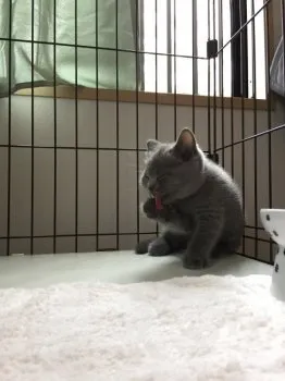 銀ちゃんのファン 様のお迎えした子猫