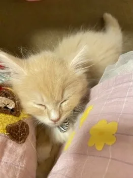 シンバママ 様のお迎えした子猫