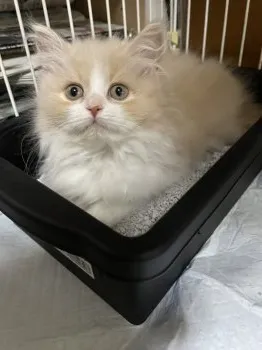 A.N 様のお迎えした子猫