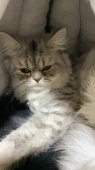 リーフ 様のお迎えした子猫