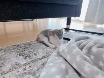 M.M 様のお迎えした子猫