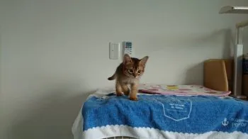 M.T 様のお迎えした子猫