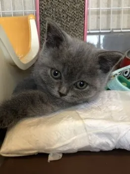 ひめっちょ 様のお迎えした子猫