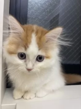 K.H 様のお迎えした子猫