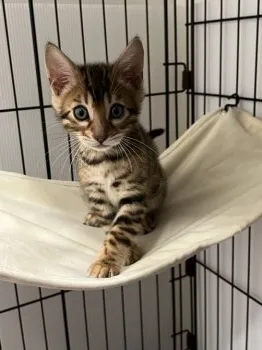 M.S 様のお迎えした子猫