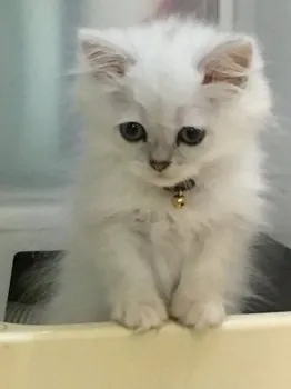 そら 様のお迎えした子猫