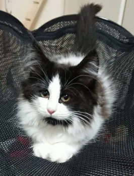 ひげちゃんママ 様のお迎えした子猫