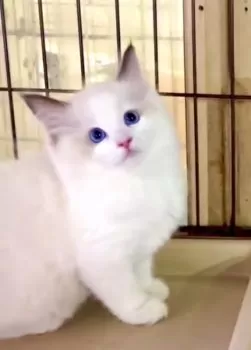 カピちゃん 様のお迎えした子猫