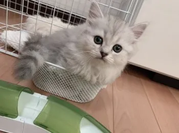 hiro 様のお迎えした子猫