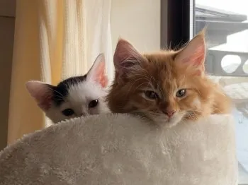 るんるん 様のお迎えした子猫