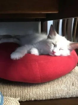 猫大好き 様のお迎えした子猫