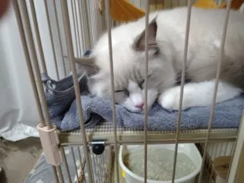 Y.Ｉ 様のお迎えした子猫