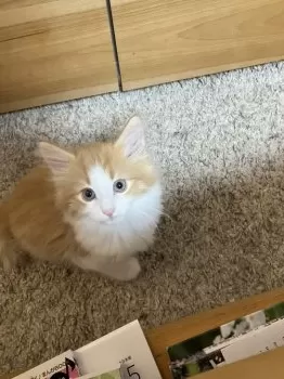 M.F 様のお迎えした子猫