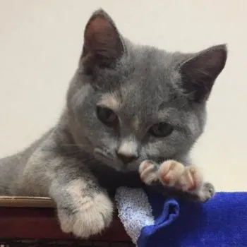 姫坊 様のお迎えした子猫