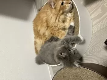 T.S 様のお迎えした子猫