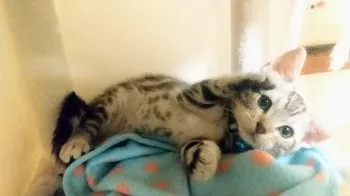 K.Y 様のお迎えした子猫