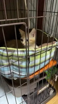 A.K 様のお迎えした子猫