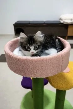 ロミ 様のお迎えした子猫