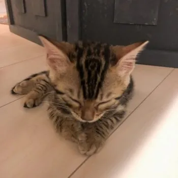 はる 様のお迎えした子猫