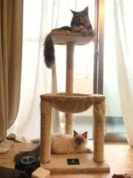 なおこ 様のお迎えした子猫