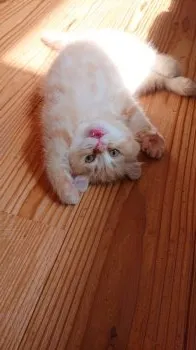 うえむじゃ 様のお迎えした子猫