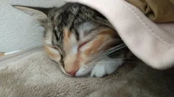 KH 様のお迎えした子猫