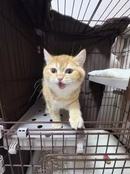 M.U 様のお迎えした子猫