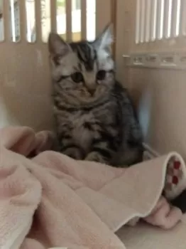 M.A 様のお迎えした子猫