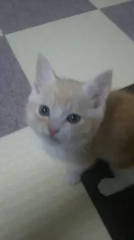 トトロ 様のお迎えした子猫