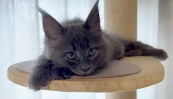S.S 様のお迎えした子猫