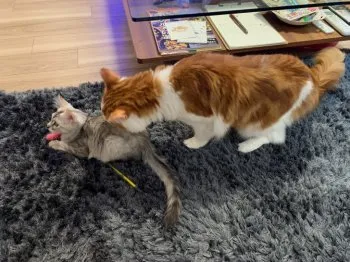 M.U 様のお迎えした子猫