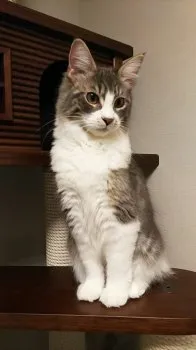 ゆきんこ 様のお迎えした子猫