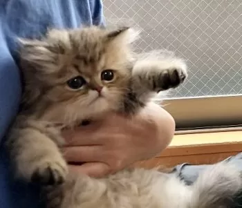 Y.T 様のお迎えした子猫