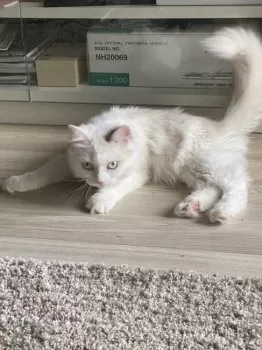 メイ 様のお迎えした子猫