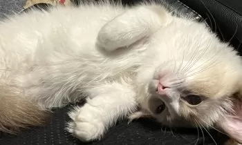 T.K 様のお迎えした子猫