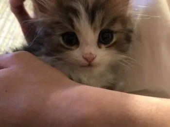 miqoo 様のお迎えした子猫