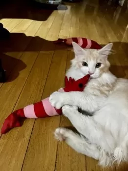 mark forever 様のお迎えした子猫
