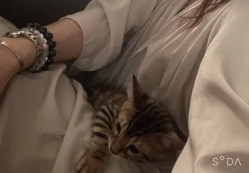 kne 様のお迎えした子猫