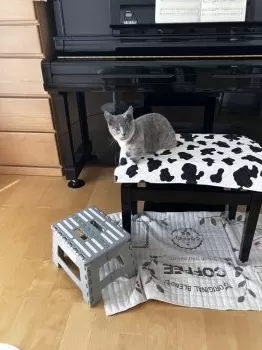 M.Ｏ 様のお迎えした子猫