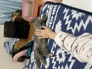 なばな 様のお迎えした子猫