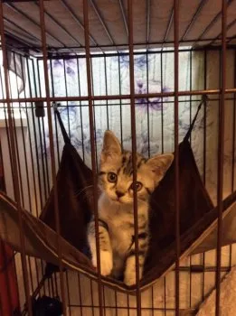 クロさん 様のお迎えした子猫