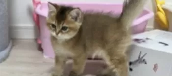 くろちゃん 様のお迎えした子猫