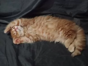 てるちゃん 様のお迎えした子猫