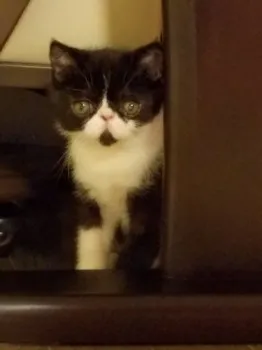 ネコ大好きhiro 様のお迎えした子猫