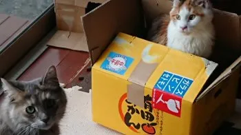 よーこ 様のお迎えした子猫
