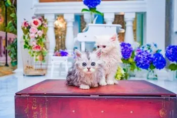 とと 様のお迎えした子猫